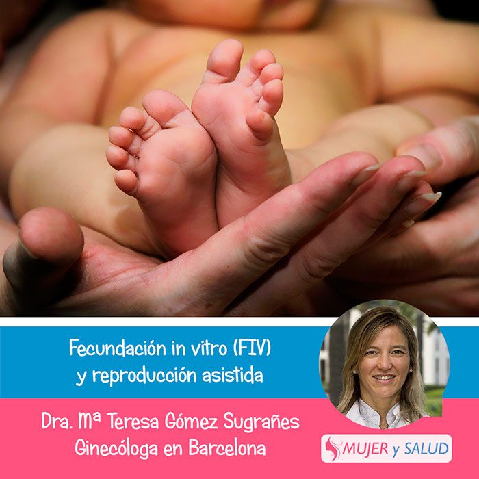 fecundacion in vitro precio fecundacion in vitro precio